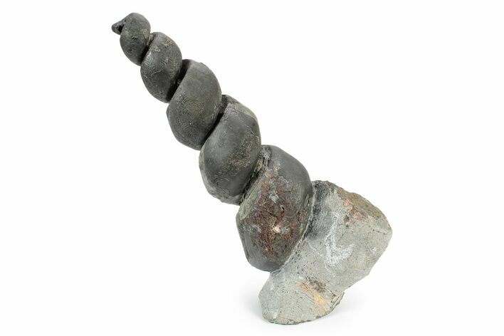 Devonian Fossil Gastropod Internal Mold - Issoumour, Morocco #243675